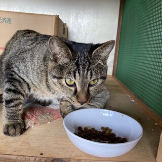 雑種キジトラのメス、丸顔の子猫