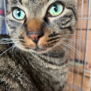 穏やかなキジトラの男の子・セリカくん