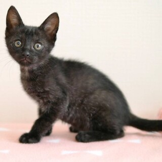 黒子猫　マカオちゃん　里親様募集中♡