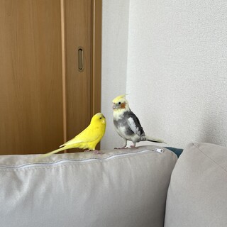 セキセイインコ、オカメインコ里親募集してます????