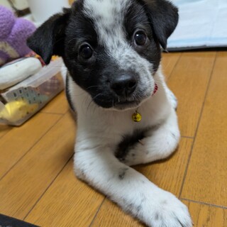 【募集停止中】お転婆壱岐っこ　キキ