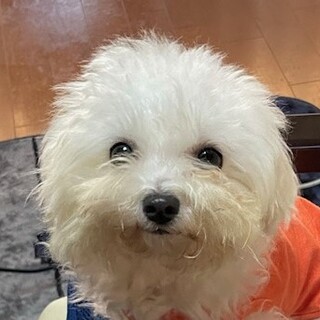 甘えん坊なマルチーズの女の子