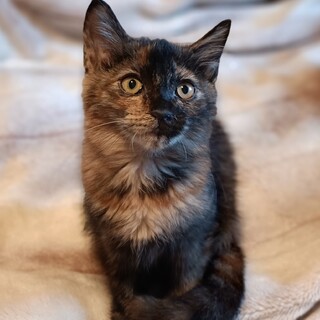 柔らかな毛の綺麗なサビ子猫