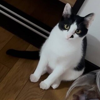 口元のぽっちが可愛いハチさんです。