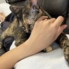 甘えん坊メス猫1歳 サムネイル3