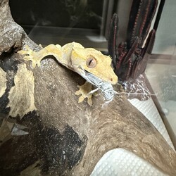 「最近の様子」サムネイル2