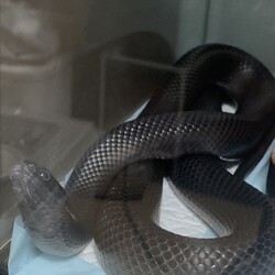 「最近の様子」サムネイル3