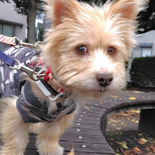 フワフワな被毛の元気なシニア女子  ハニー