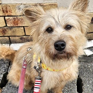 人が大好き、元気で明るい女の子 ララ