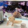 ウーパールーパーオス里親募集です。 サムネイル2