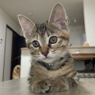 ミルクから育てた茶系キジ麦わら子猫ちゃん