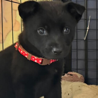猫とも可能　中型犬仔犬女の子