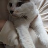 白猫で頭としっぽに模様のある可愛い猫です。 サムネイル5