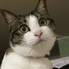 もふ・もふこ