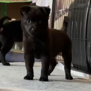 猫とも可　中型犬仔犬生後2か月男の子