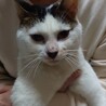 白猫で頭としっぽに模様のある可愛い猫です。 サムネイル2
