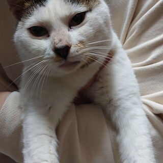 白猫で頭としっぽに模様のある可愛い猫です。