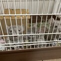 チンチラ3匹※1匹もしくは複数同時引き渡し可能