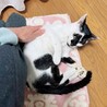 膝に乗って甘えてきます！性格おだやか牛柄モーちゃん サムネイル4