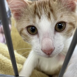 名古屋市緑区猫の譲渡会 サムネイル1