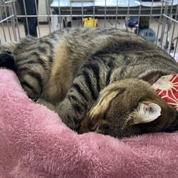 名古屋市緑区猫の譲渡会 サムネイル2