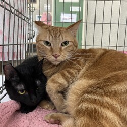 名古屋市緑区猫の譲渡会 サムネイル3