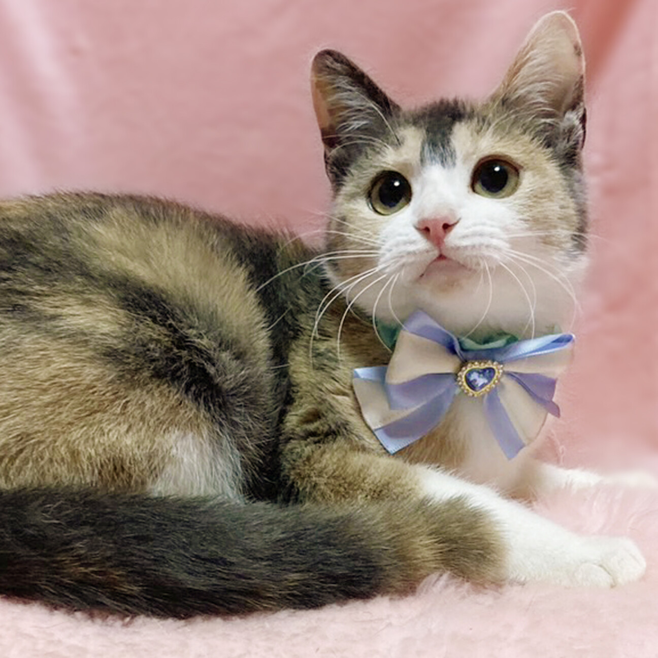 なれなれ♪パステル三毛の」東京都 - 猫の里親募集(506304