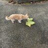 1月トライアル。おっとり。甘えん坊ぽぽちゃん サムネイル3