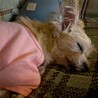 1月トライアル。おっとり。甘えん坊ぽぽちゃん サムネイル5