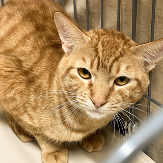 SOS！１/8期限イケニャン茶トラ男子コリン