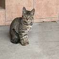 キジトラの男の子　スリスリゴロゴロ