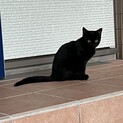 黒猫の女の子
