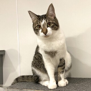 【つくし】お転婆で、おしゃべり上手な女の子