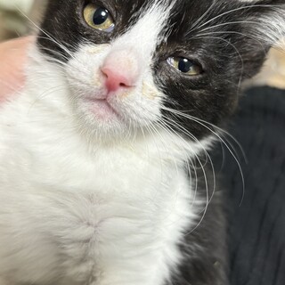 推定1ヶ月半から2ヶ月頃の可愛い子猫