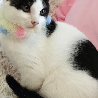 人懐こくフワフワのハチワレ女の子♡