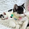 人懐こくフワフワのハチワレ女の子♡ サムネイル3