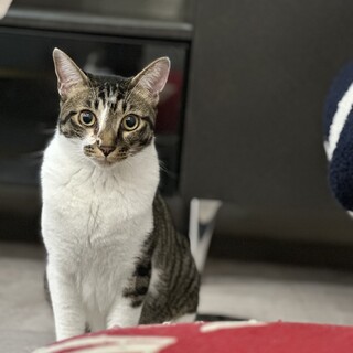 愉快で人間味あふれる猫