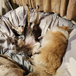 「バナちゃんおねむ」サムネイル3