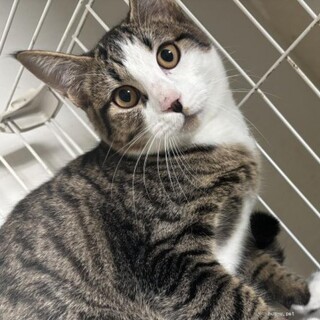 スリごろ　五左衛門くん