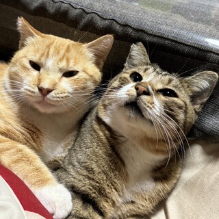 こむぎ
