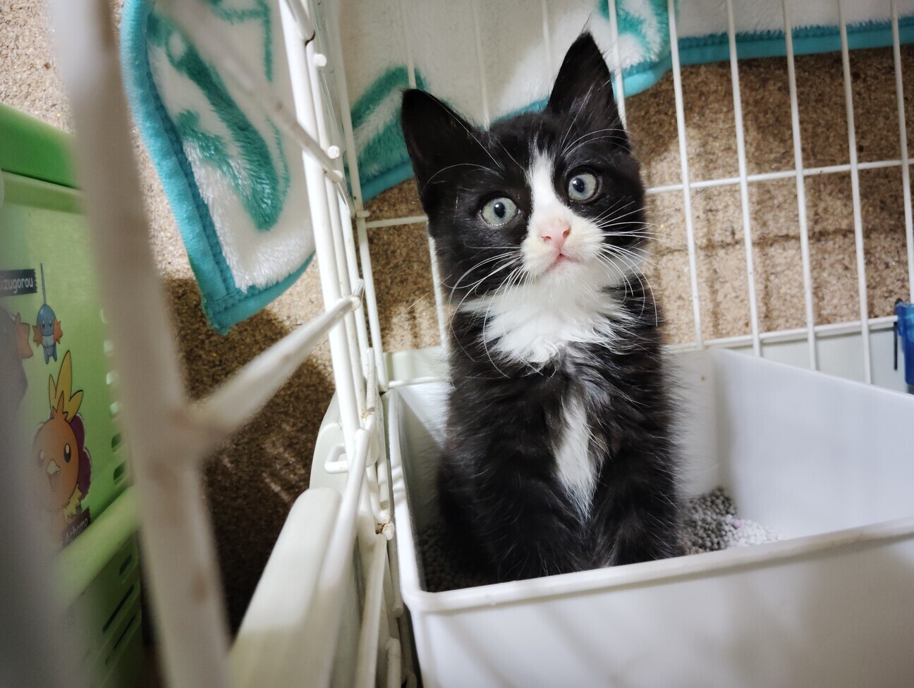 ふんばり親子猫 ハチワレ ふんばり親子猫 ハチワレ 【公式通販】