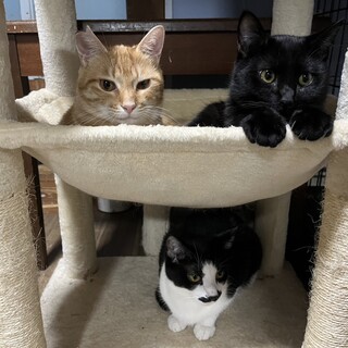 めちゃかわいい黒猫たち