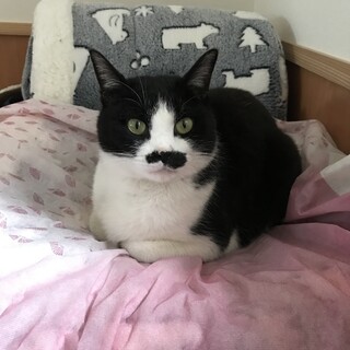 白黒　お返事する猫　メス9歳