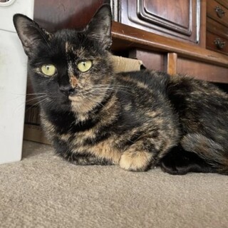 黒サビのみー 里親募集中です!