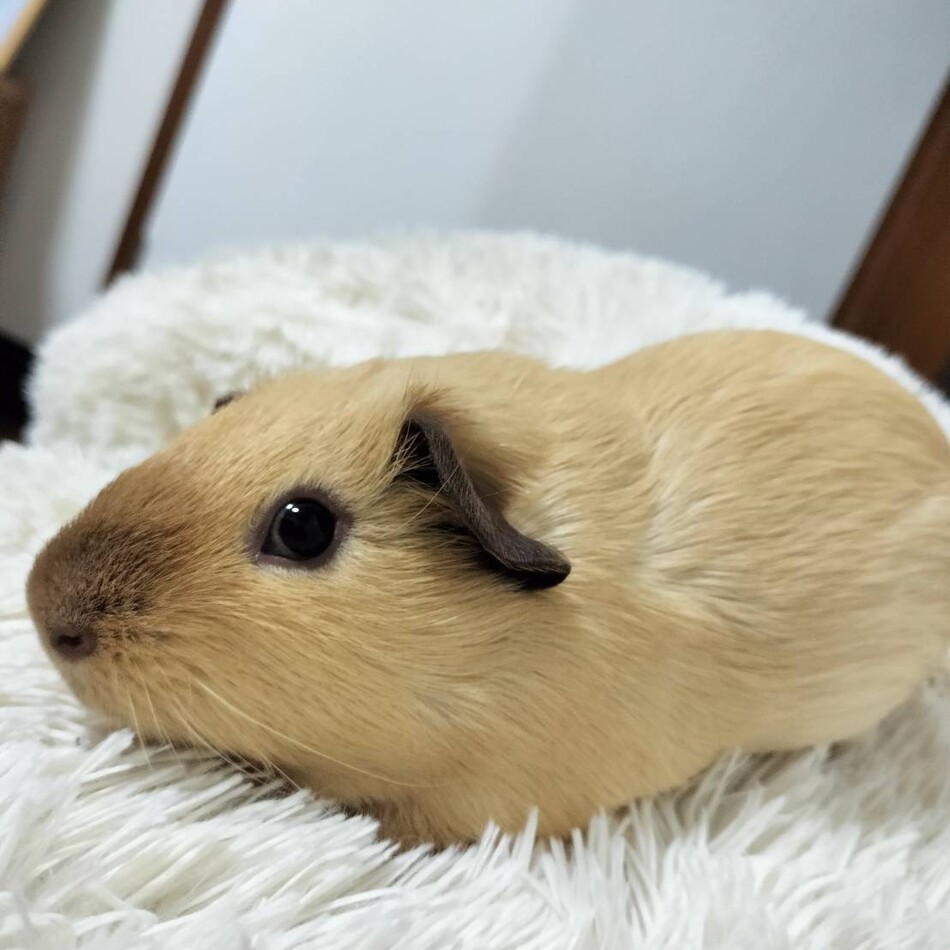 きくらげのカバー写真