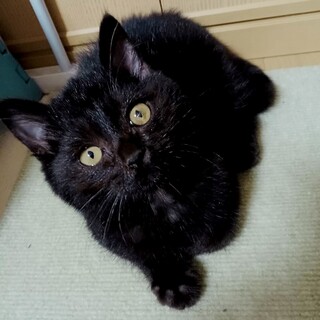 まんまる顔のクロネコ暖くん