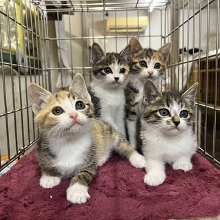 募集一時停止。1枚目：右奥の子