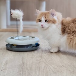 210回　保護猫カフェQsmet（くすめっと）　定例里親譲渡会