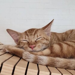 210回　保護猫カフェQsmet（くすめっと）　定例里親譲渡会 サムネイル2