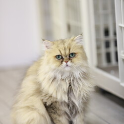 210回　保護猫カフェQsmet（くすめっと）　定例里親譲渡会 サムネイル3